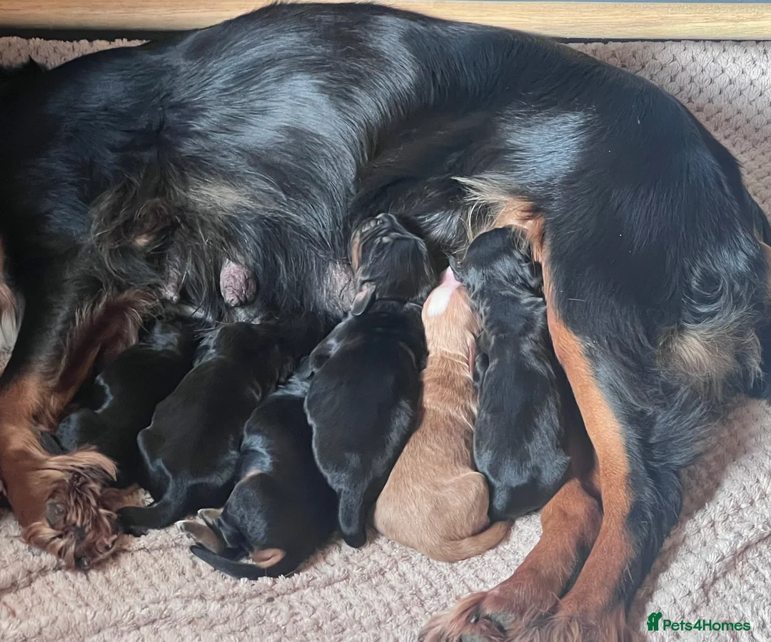 Cocker Spaniel dogs for sale: Black tan & white (tri) liver & red KC cocker pup - Advert 1