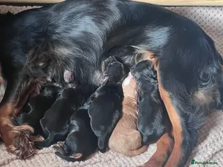 Cocker Spaniel dogs Black tan & white (tri) liver & red KC cocker pup - Advert 1