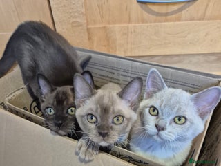 Burmese cats Beautiful Pedigree Burmese Kittens - Advert 4
