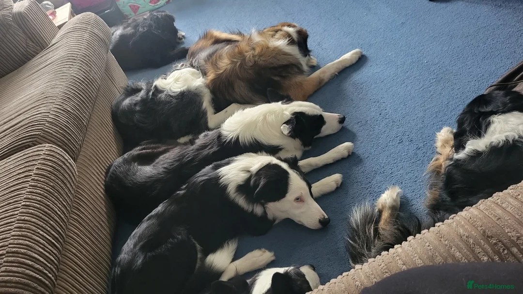 Border Collie dogs for sale: Callie needs a new home  - Advert 21