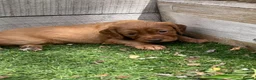 Cocker Spaniel dogs for sale: Beautiful working cocker spaniel puppies - Advert 30