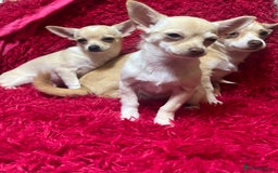 Chihuahua dogs for sale: 3 small chihuahua puppies  - Image 2