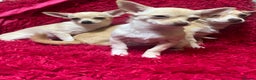 Chihuahua dogs for sale: 3 small chihuahua puppies  - Advert 2