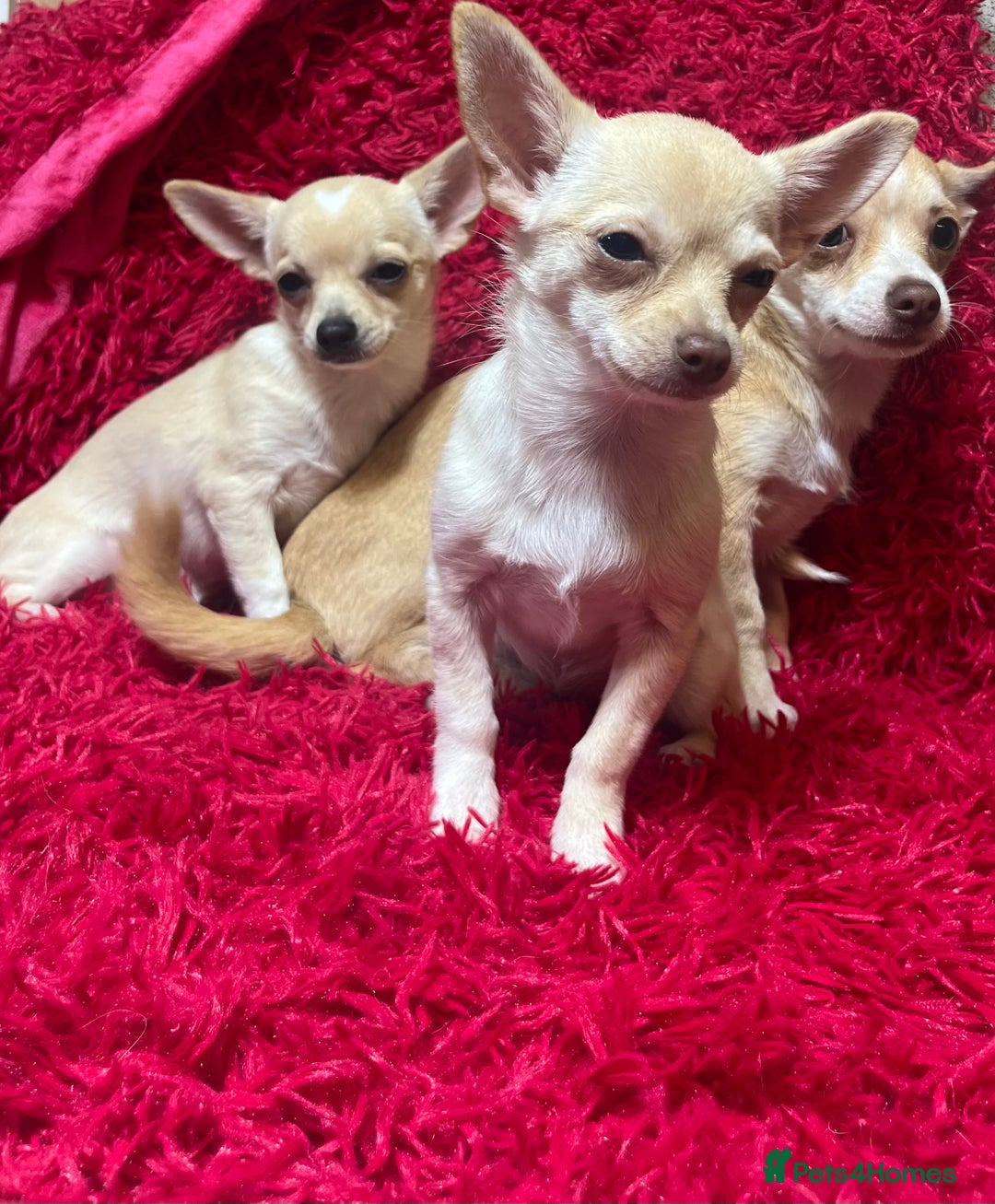 Chihuahua dogs for sale: 3 small chihuahua puppies  - Image 2