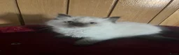 Ragdoll cats for sale: Gorgeous Tica ragdoll kittens  - Advert 35