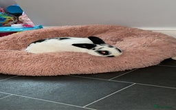 English rabbits for sale: Rocky the Rabbit  - Image 4