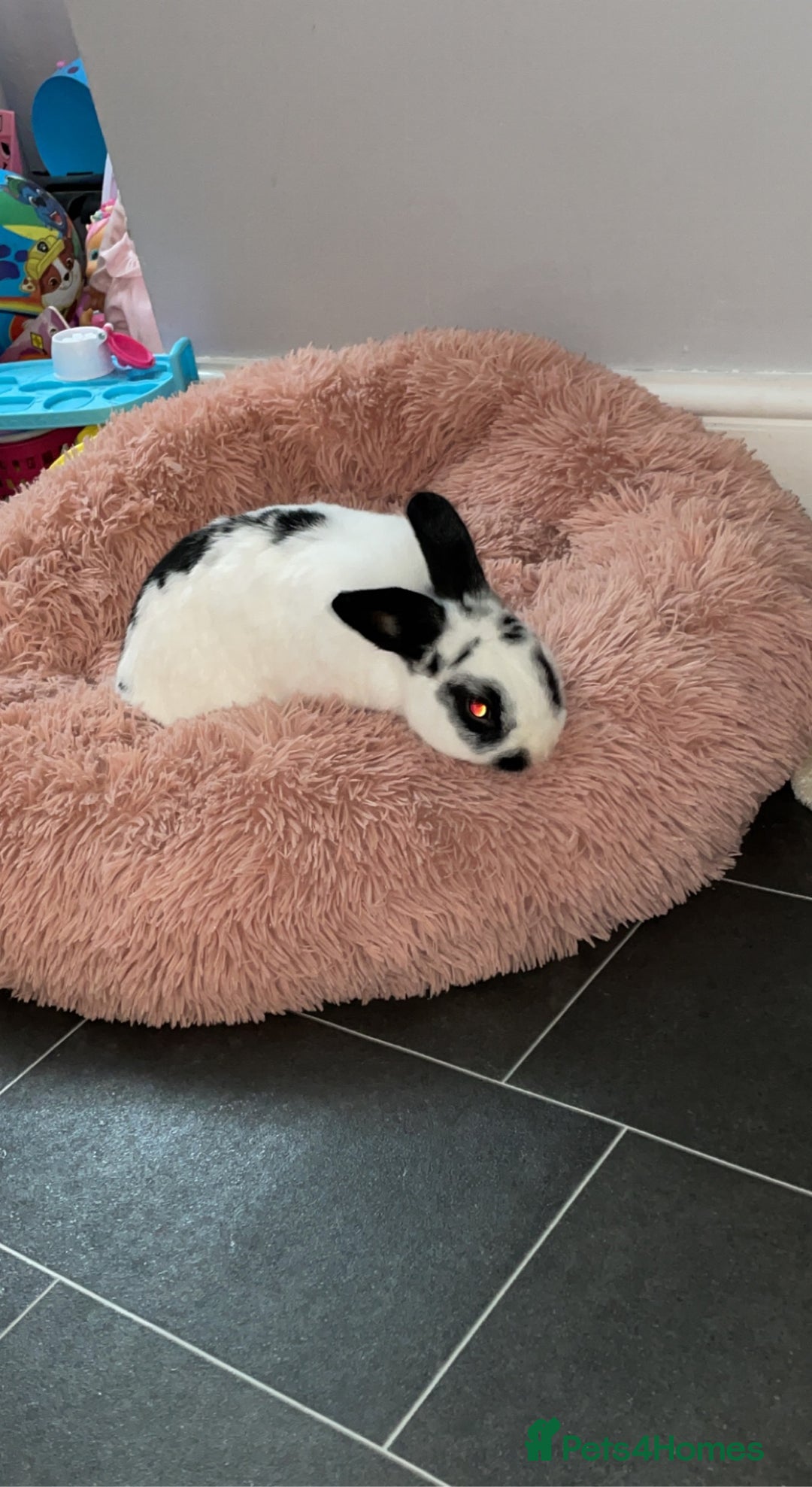 English rabbits for sale: Rocky the Rabbit  - Image 4