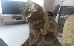 Mixed Breed cats for sale: 4 beautiful brown /black fluffy kittens for sale - Image 3