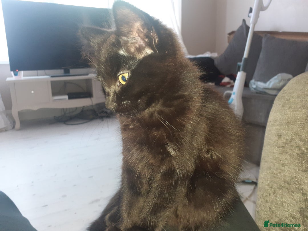 Mixed Breed cats for sale: 4 beautiful brown /black fluffy kittens for sale - Image 3