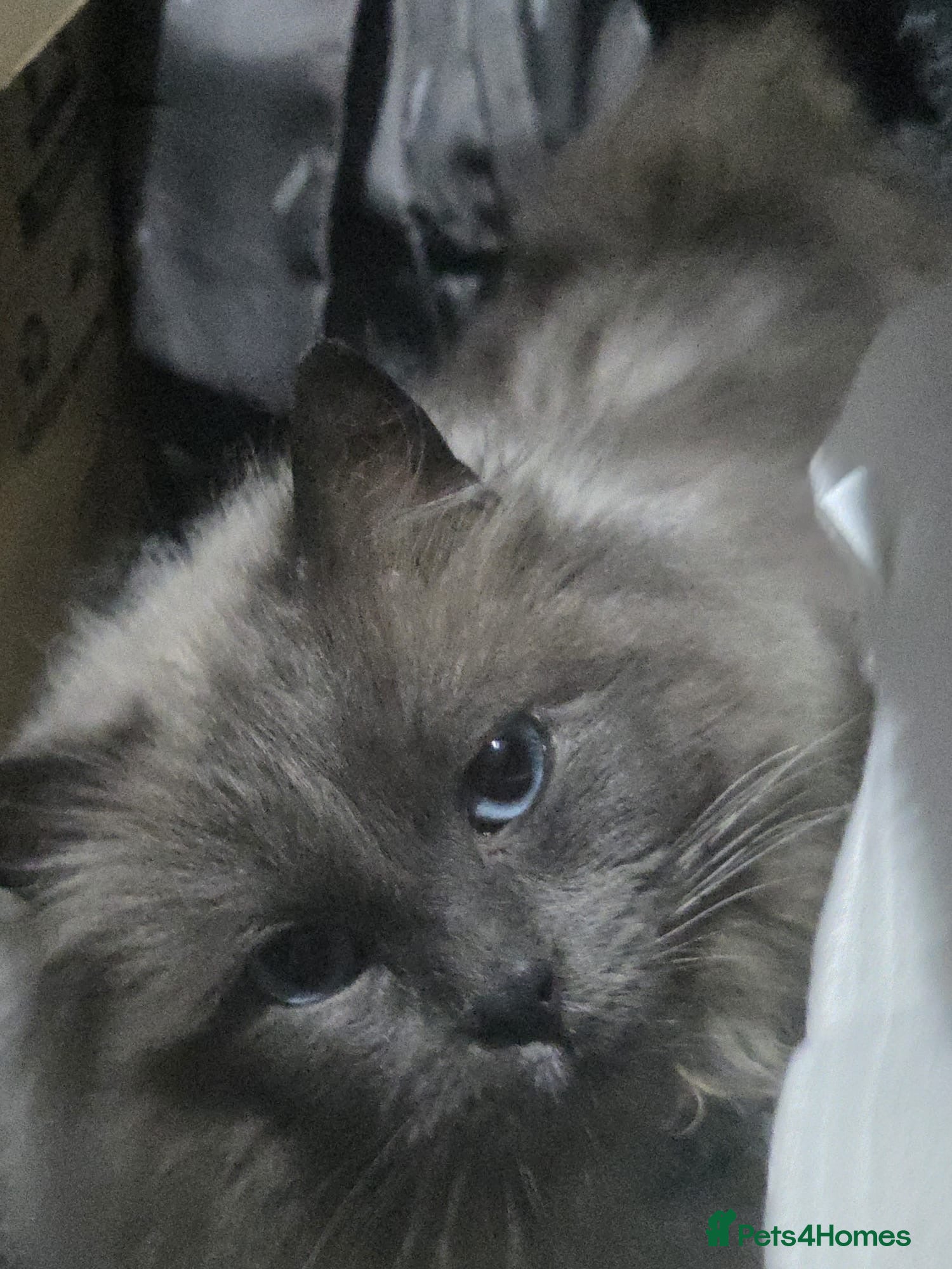 Ragdoll cats Blue ragdoll - Advert 1