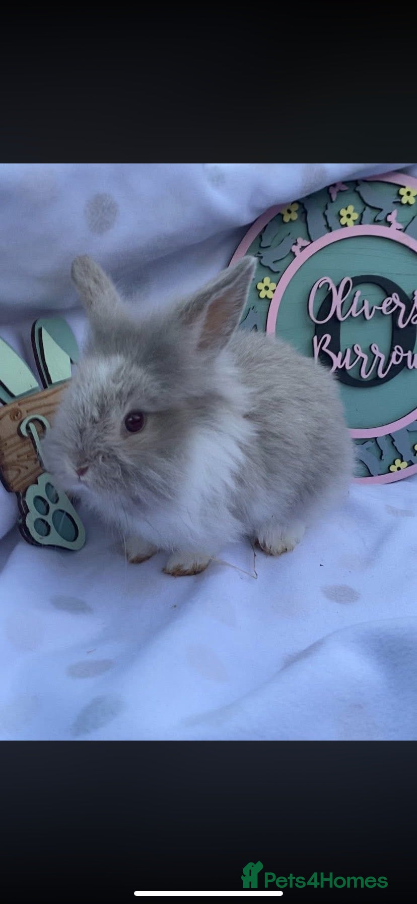 Mini Lop rabbits Mini Lop & mini lion lop bunnies  - Advert 2