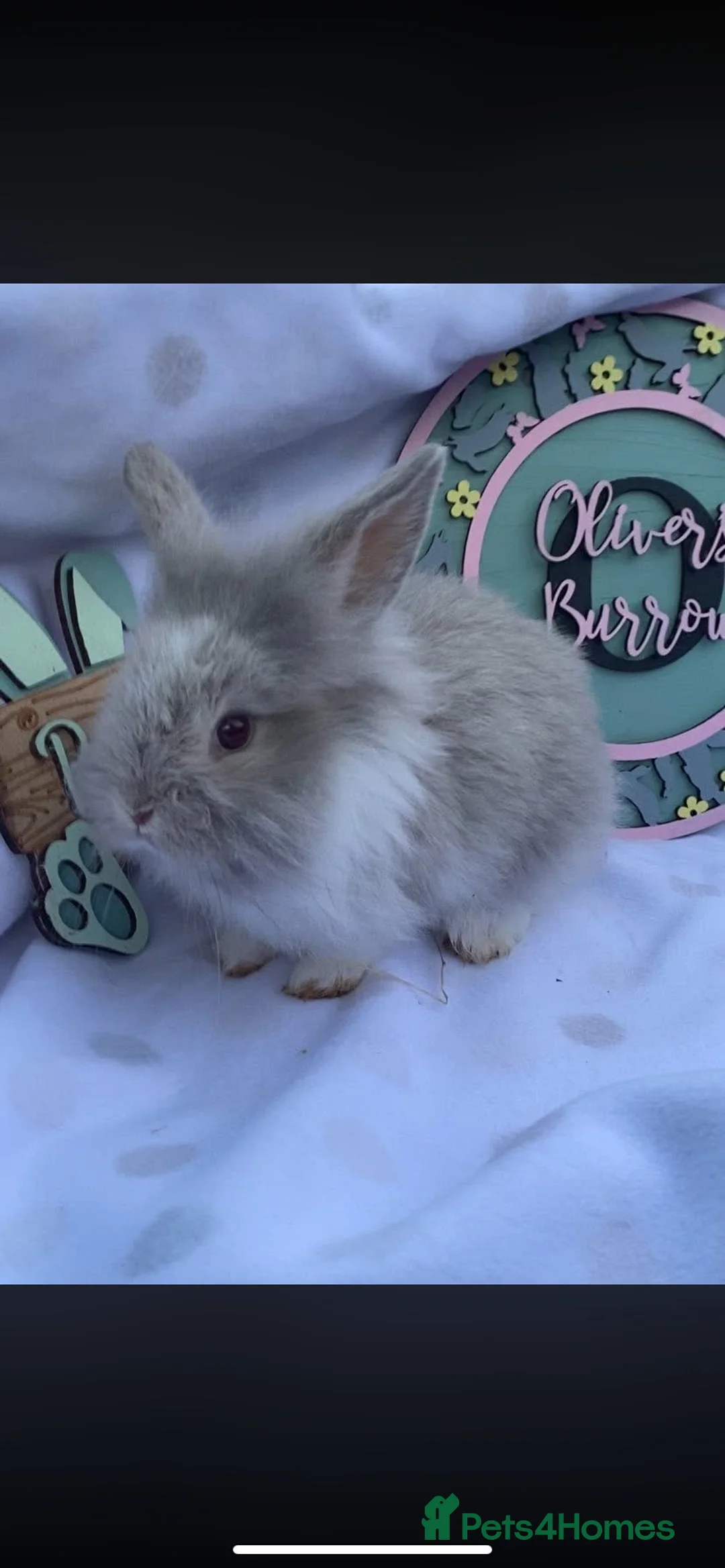 Mini Lop rabbits for sale: Mini Lop & mini lion lop bunnies  - Advert 1