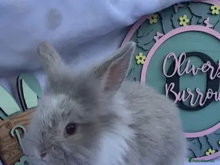 Mini Lop rabbits Mini Lop & mini lion lop bunnies - Advert 2