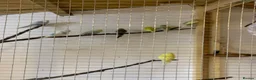 Budgerigars birds for sale:  budgies  in Normanton - Advert 6