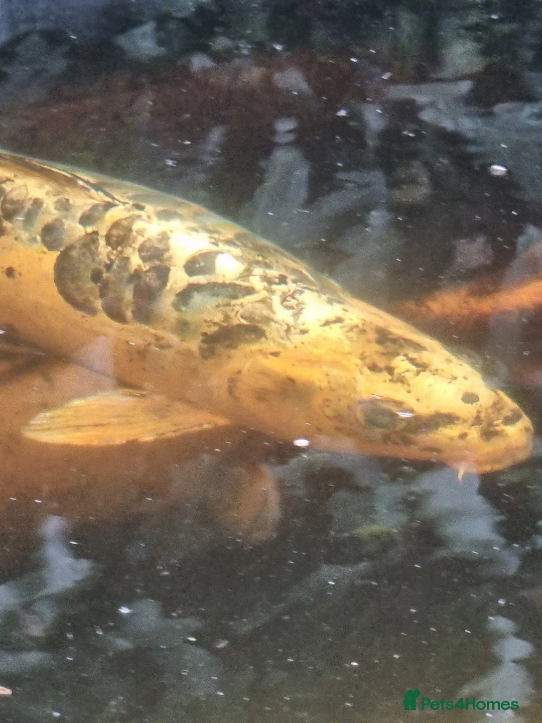 Koi Carp fish for sale: Koi Carp/Albino Sturgeon full lot needing to sell in London - Advert 3