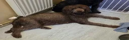 Poodle dogs for sale: Royal Standard Poodle puppies for sale - Advert 4