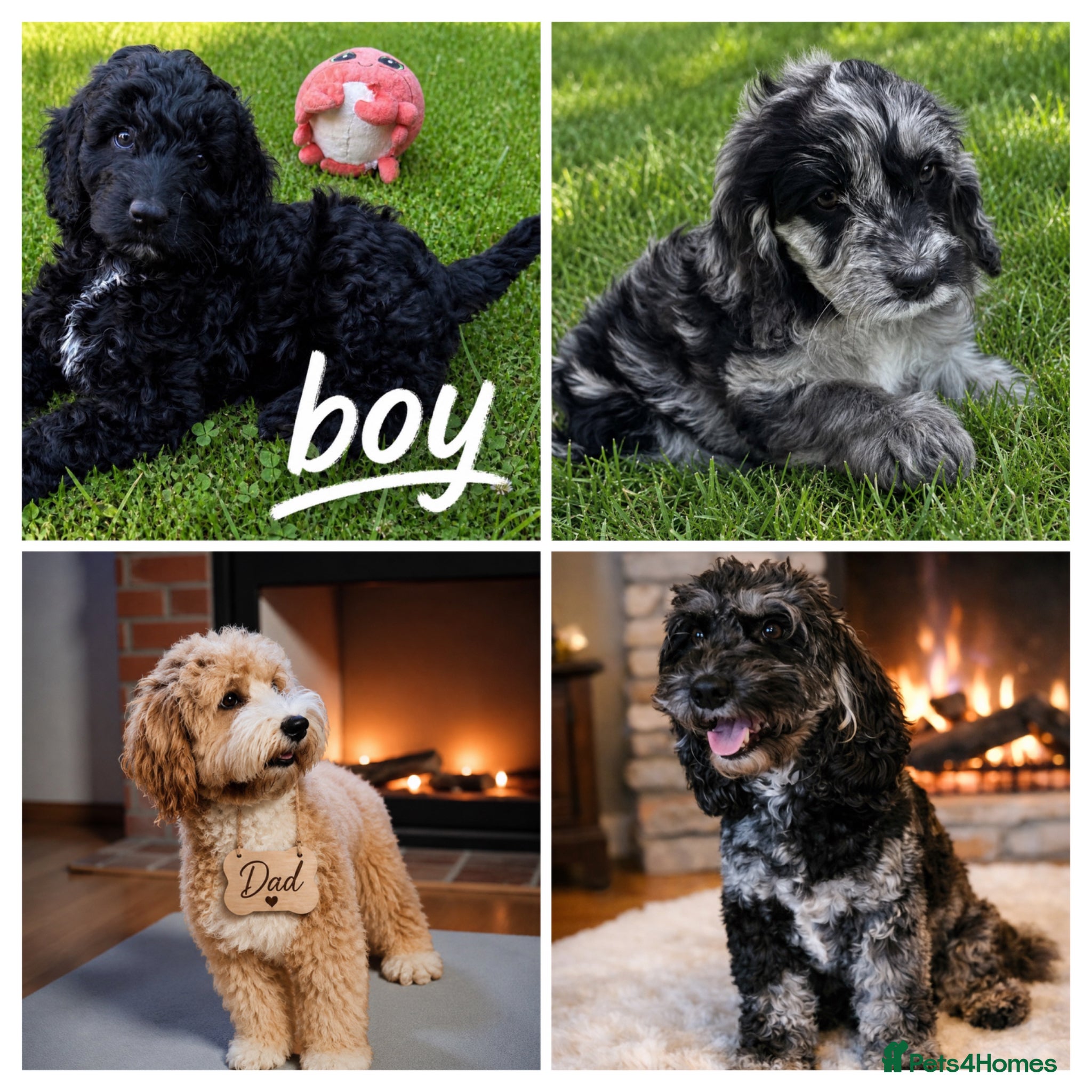 Australian Labradoodle dogs beautiful girl and boy ready for home - Advert 3