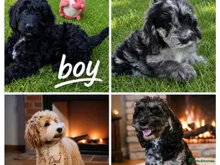 Australian Labradoodle dogs beautiful girl and boy ready for home - Advert 3