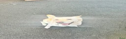 Shepsky dogs for sale: Daisy - Advert 4