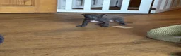 Italian Greyhound dogs for sale: Kc reg Italian greyhound puppies for sale - Advert 10