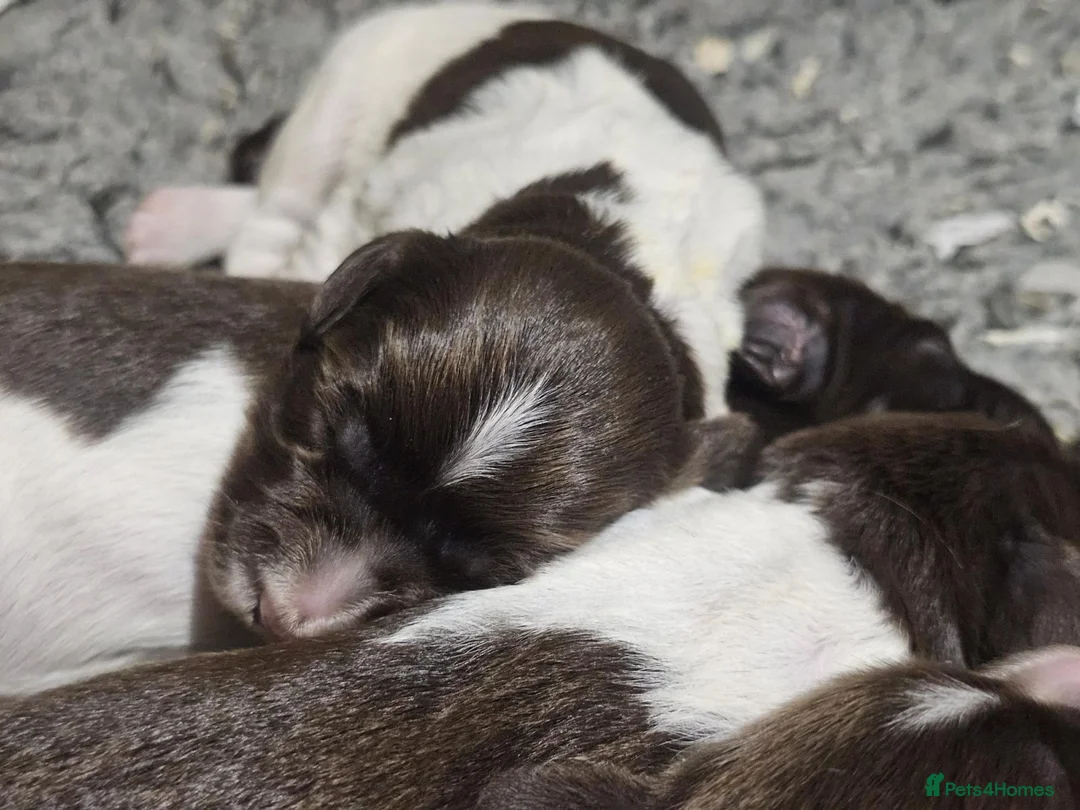 English Springer Spaniel dogs for stud: FIELD TRIAL WINNER, ENGLISH SPRINGER STUD DOG in Bristol - Advert 10