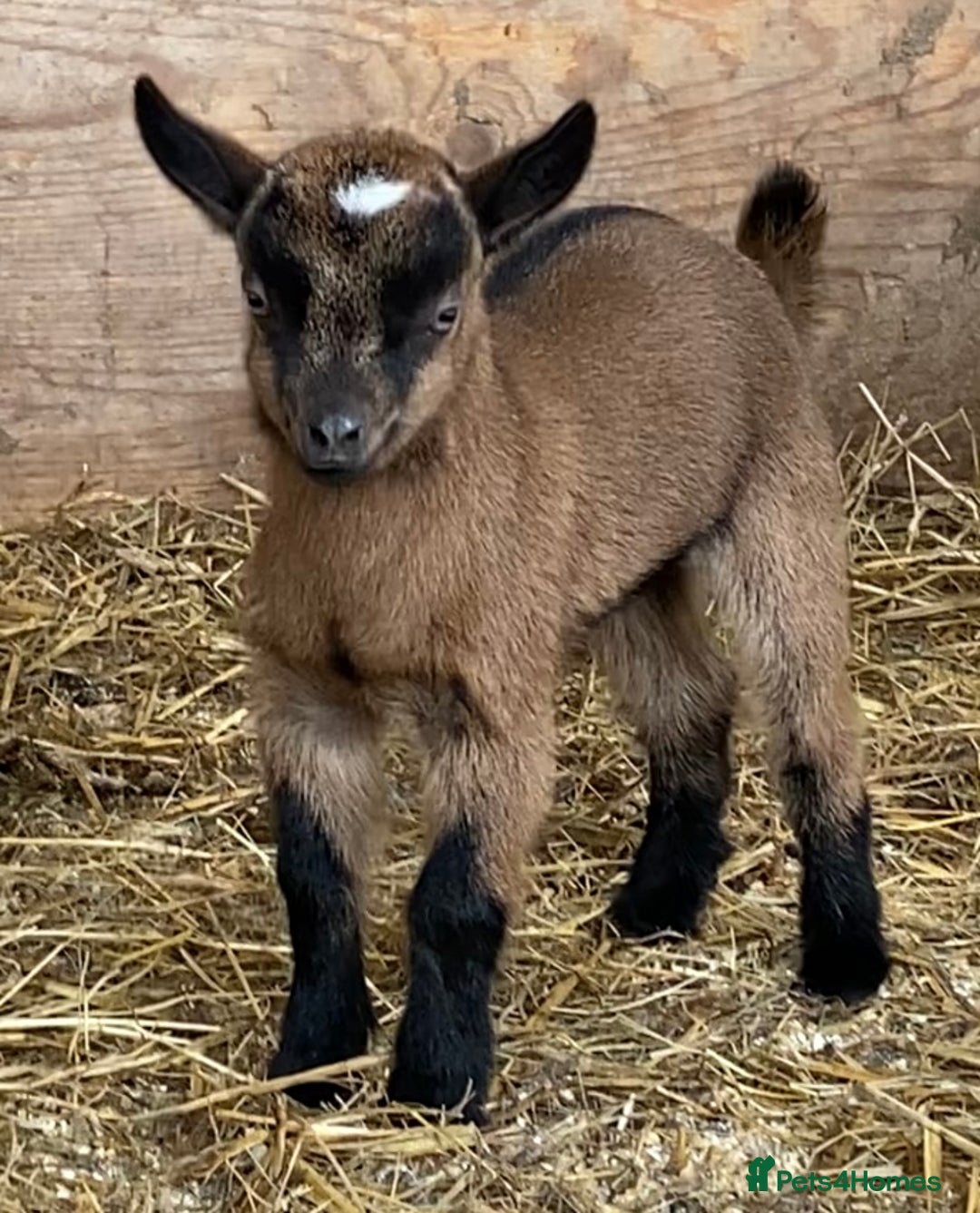 Goats livestock for sale: GORGEOUS NEW BORN BABIES AND FRIENDLY PET WETHERS  - Image 18