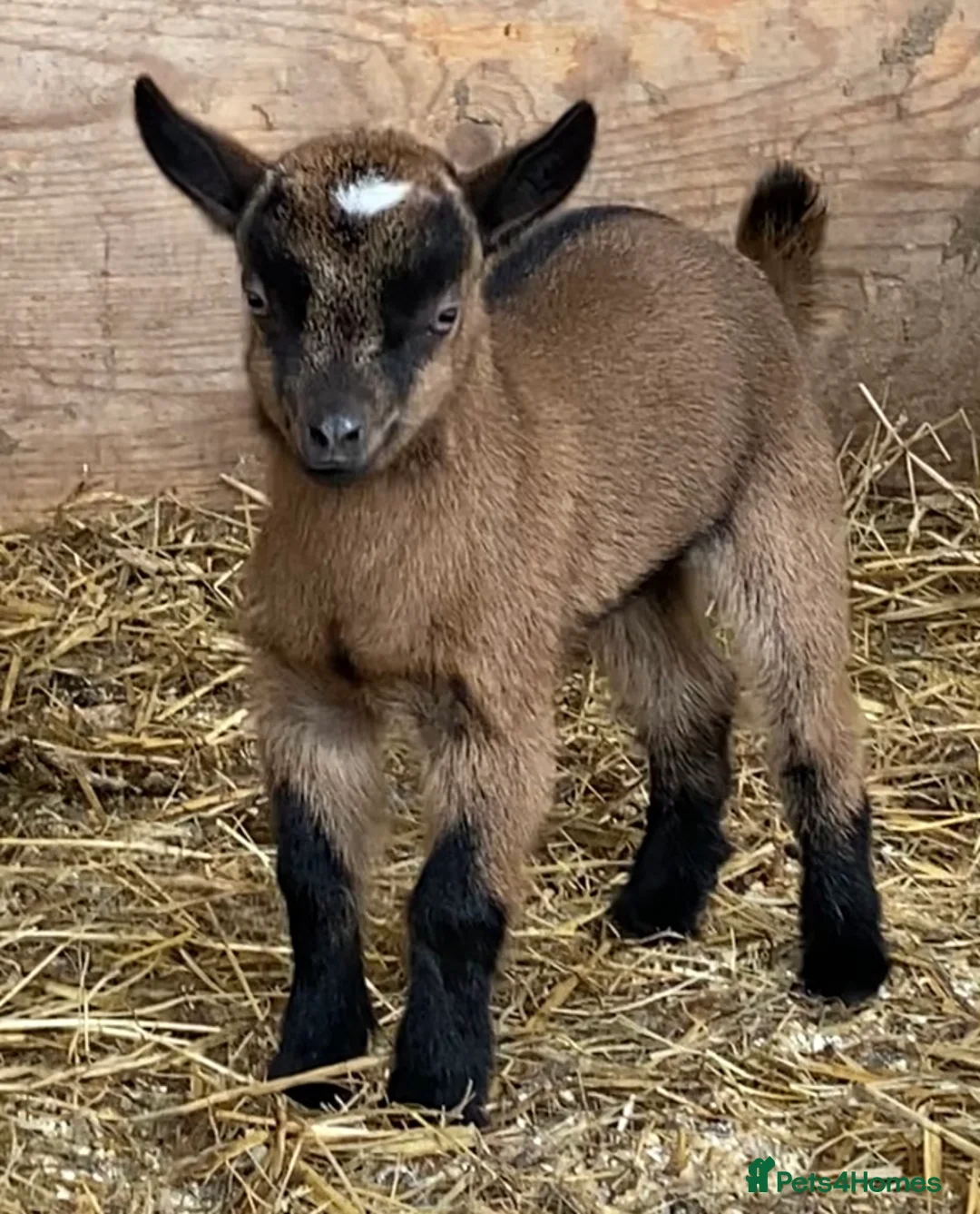 Goats livestock for sale: NEW BORN BOTTLE FED BABIES AND YOUNG NANNIES  - Advert 18