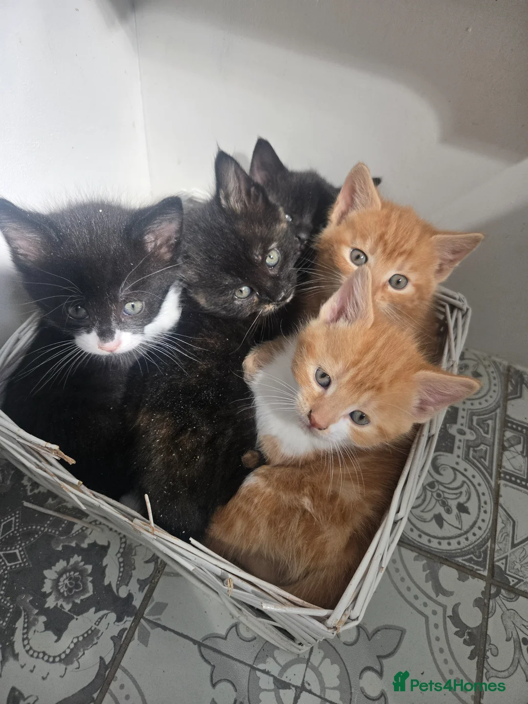 British Shorthair cats for sale: Kittens for sale  - Advert 3