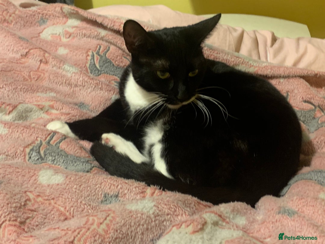 Mixed Breed cats for sale: Susie  - Image 2