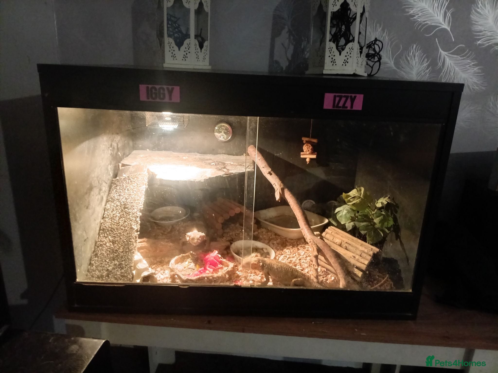 Bearded Dragon reptiles Bearded Dragons x 2 (1 Male, 1 Female)  - Advert 18