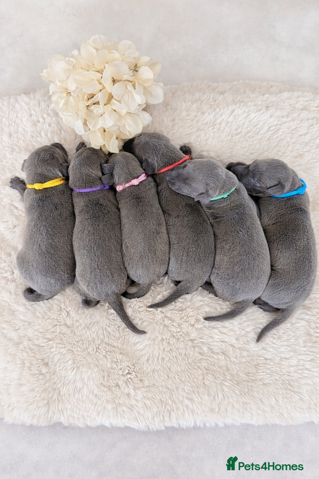 Whippet dogs KC registered Laguna lines Whippet Puppies  - Advert 11