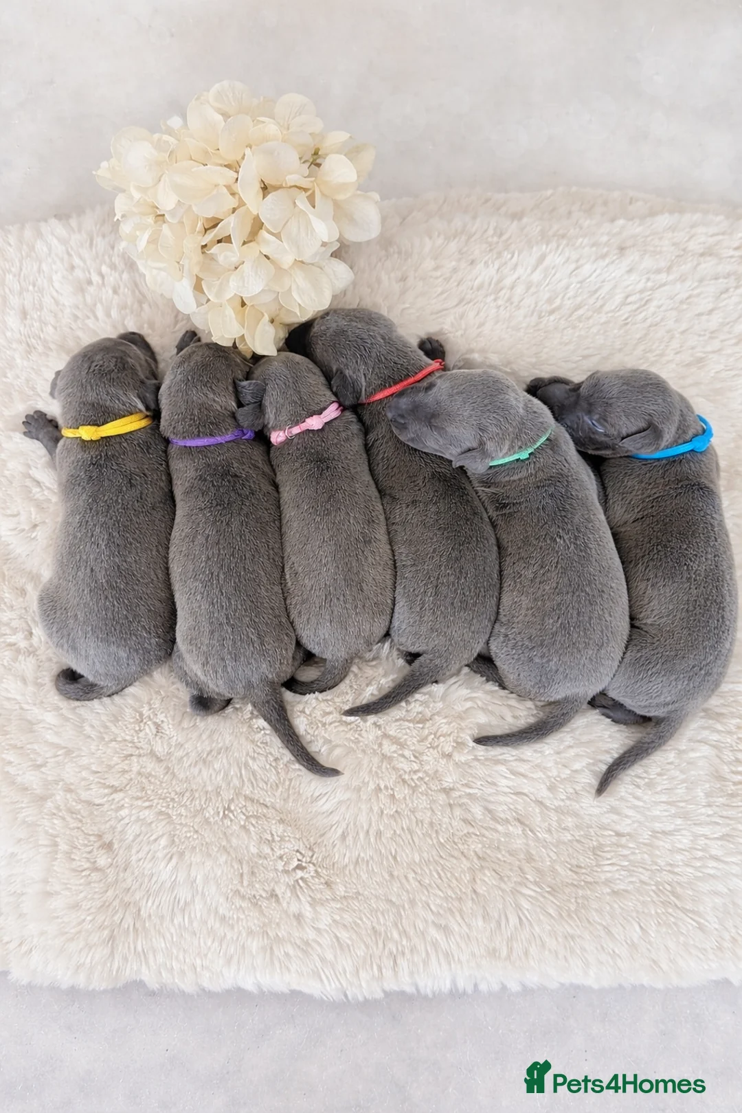 Whippet dogs for sale: KC registered Laguna lines Whippet Puppies  - Advert 1