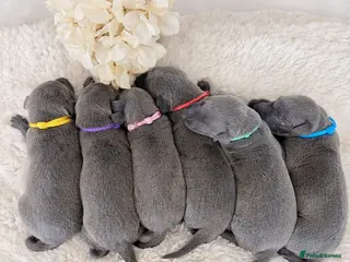 Whippet dogs KC registered Laguna lines Whippet Puppies - Advert 7