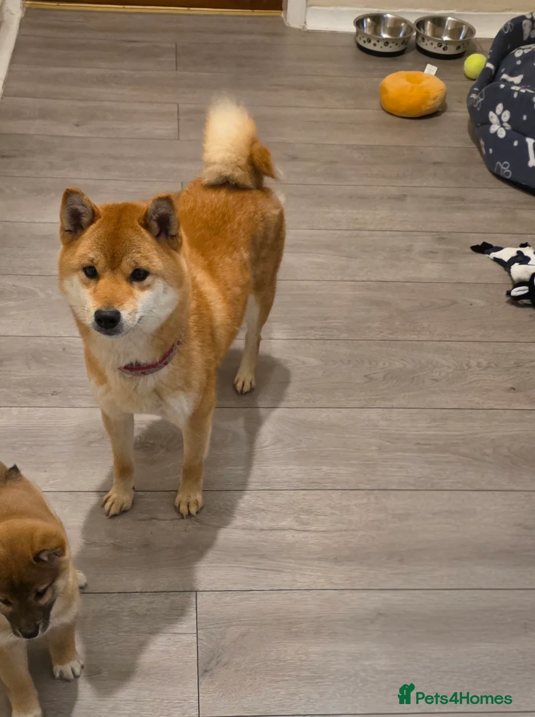 Japanese Shiba Inu dogs for sale: Healthy shiba inus last girl  - Advert 6