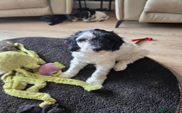 Sproodle dogs for sale: Beautiful litter of F2 Sproodles  - Image 5