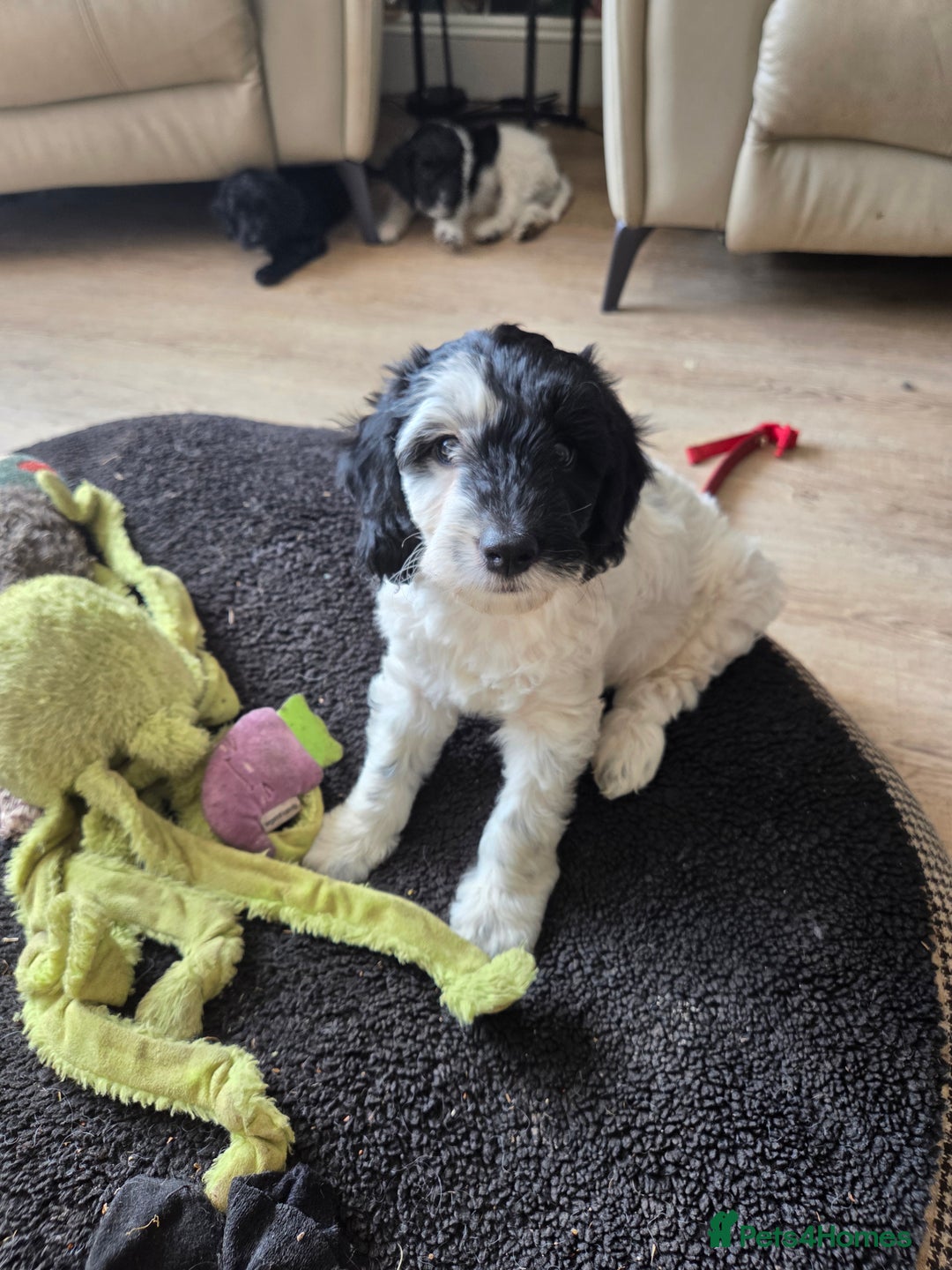 Sproodle dogs for sale: Beautiful litter of F2 Sproodles  - Image 5