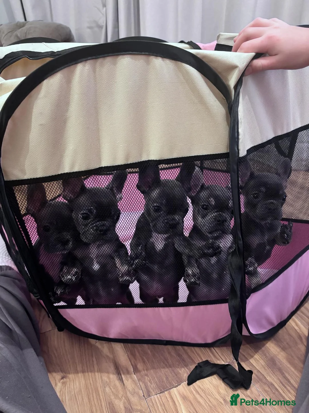French Bulldog dogs for sale: French Bulldog Puppies - Advert 2