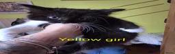 Mixed Breed cats for sale: Beauty litter of ragcoon -tuxedo cross  in Preston - Advert 12