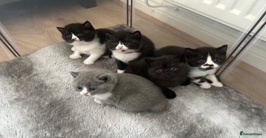 British Shorthair cats - Advert 16