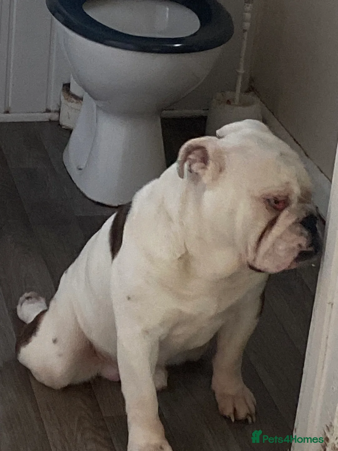 English Bulldog dogs for sale: Reluctant sale following husbands death in Ryde - Advert 4