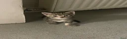 Savannah cats for sale: 5 Beautiful Kittens For SALE - Advert 13