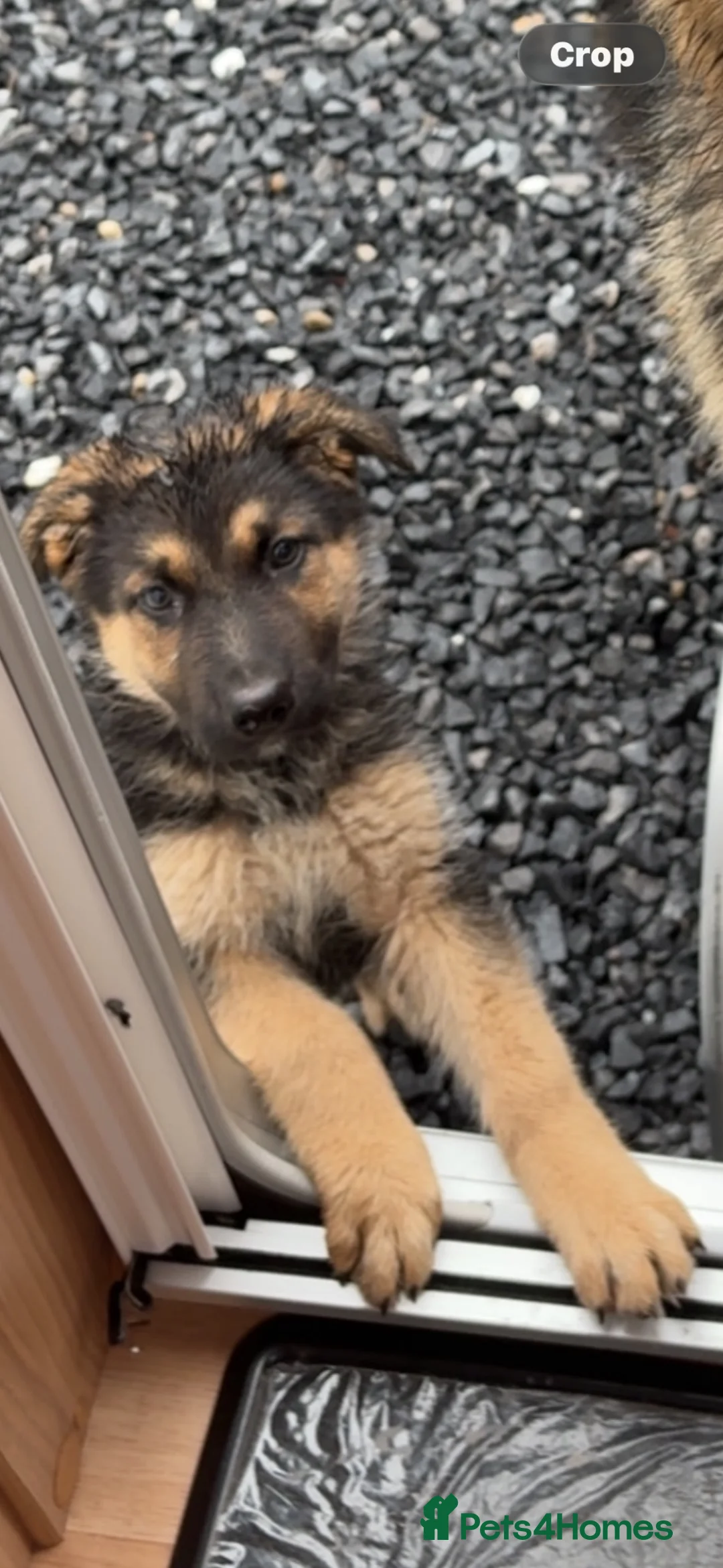 German Shepherd dogs for sale: German shepherd girl her name is velvet - Advert 1
