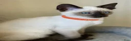 Siamese cats for sale: GCCF Registered Traditional Siamese Kittens  - Advert 1