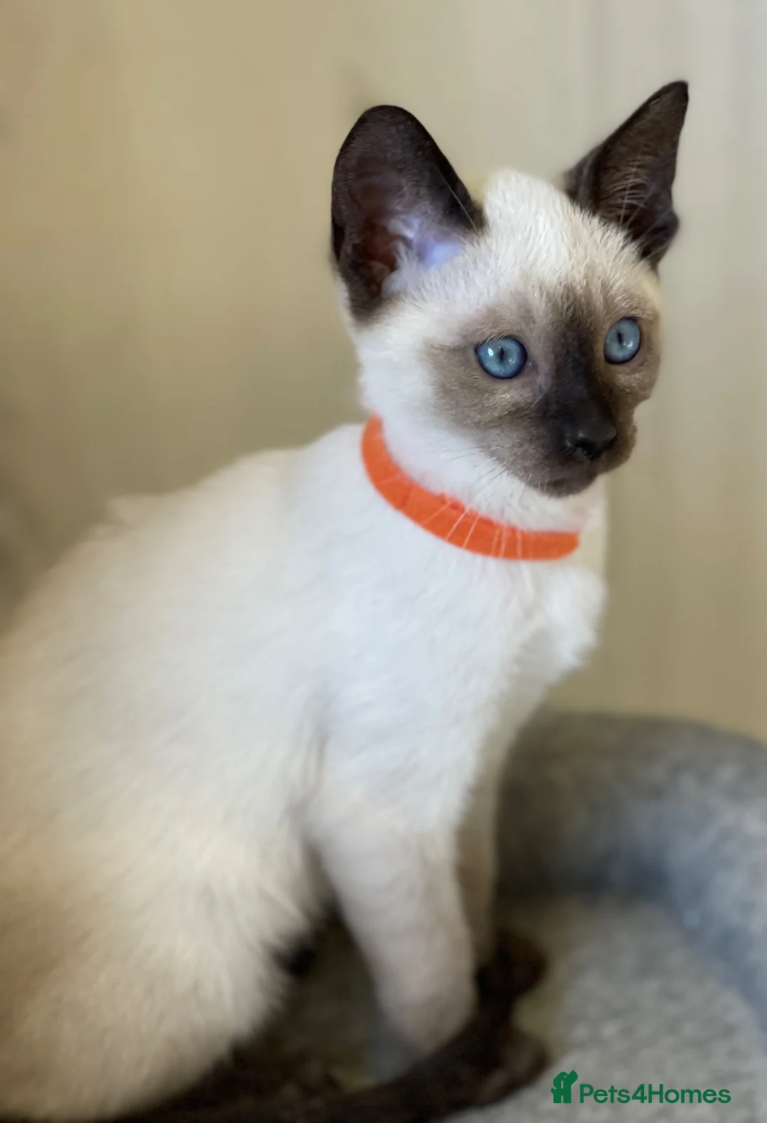Siamese cats for sale: GCCF Registered Traditional Siamese Kittens  - Advert 1