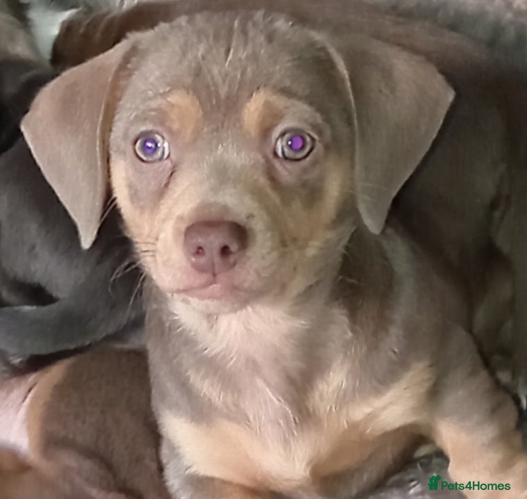 Chiweenie dogs Beautiful Chiweenies - Advert 1