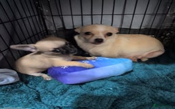 Chihuahua dogs for sale: Chihuahua puppy  - Image 4