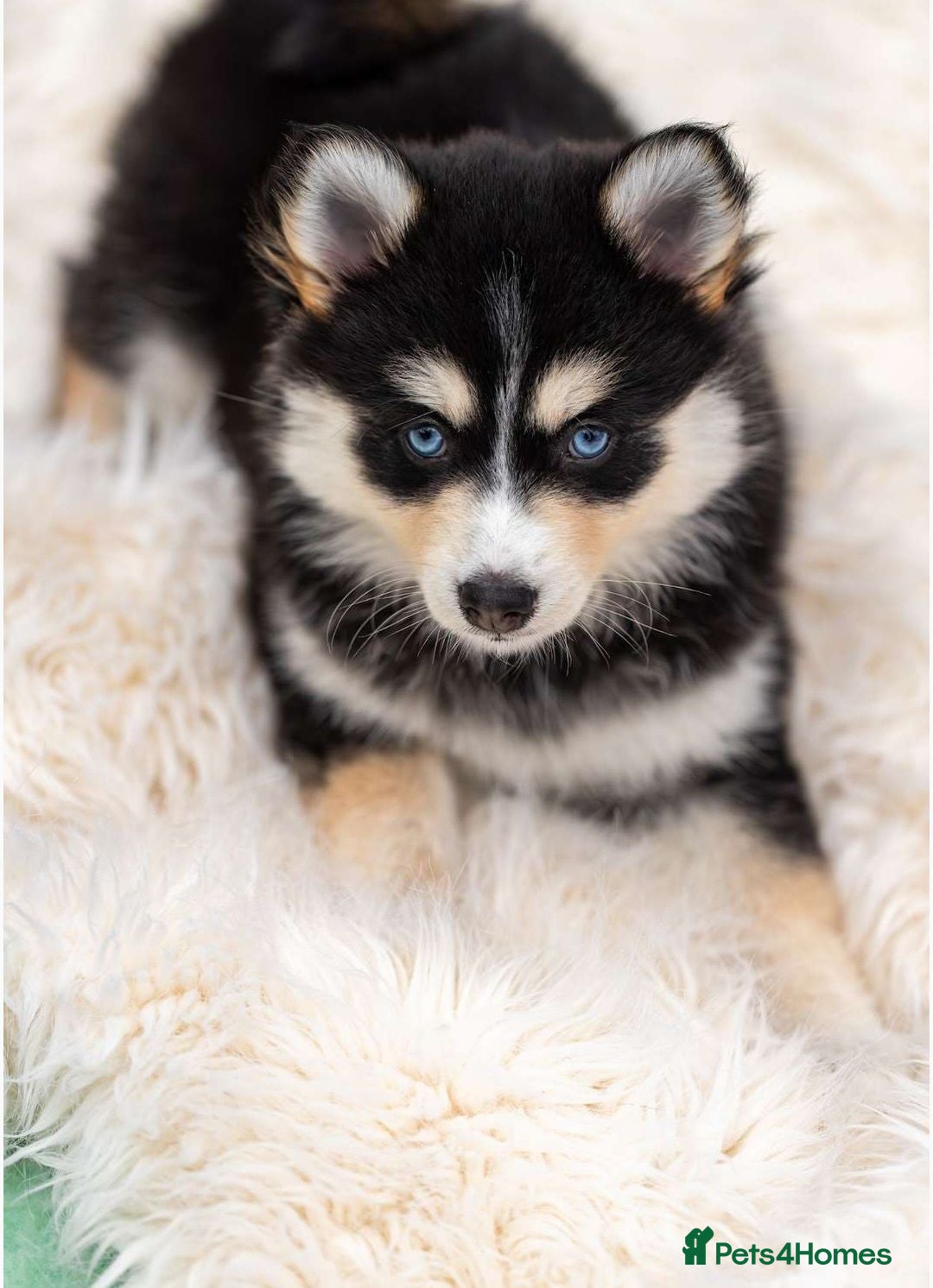 Pomsky dogs STUNNING POMSKY PUPPIES  - Advert 1