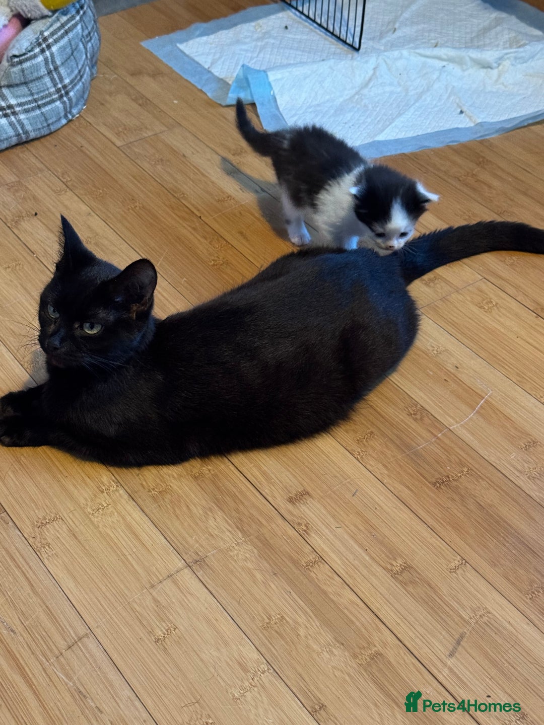 Domestic Shorthair cats for sale: 5 short/fluffy domestic kittens  - Image 15
