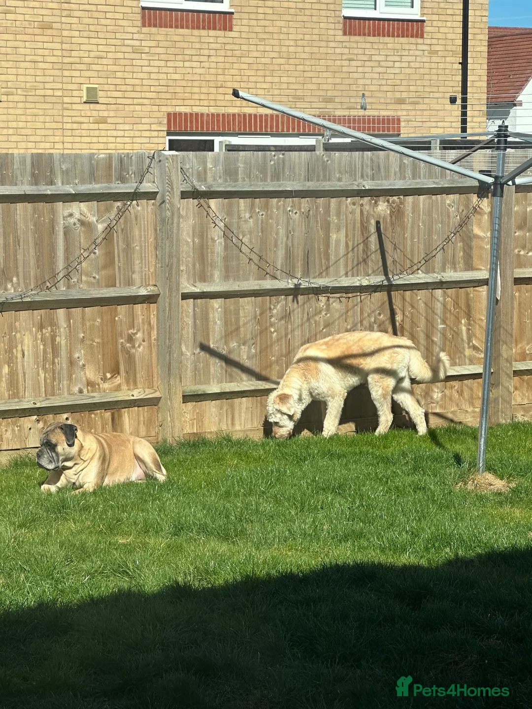 Mixed Breed dogs for sale: HuskyDoodle and Bullmastiff in Haverhill - Advert 2