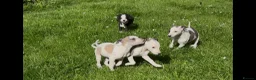 Whippet dogs for sale: Whippet puppy’s  in Beaworthy - Advert 13